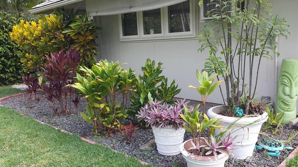 كايلوا Paradise Palms B & B المظهر الخارجي الصورة